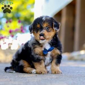 Bam Bam, Yorkie Poo Puppy